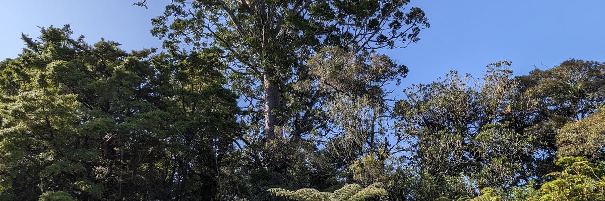 Fern Flat to Tipatipa Circuit - Image 1