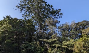 Fern Flat to Tipatipa Circuit